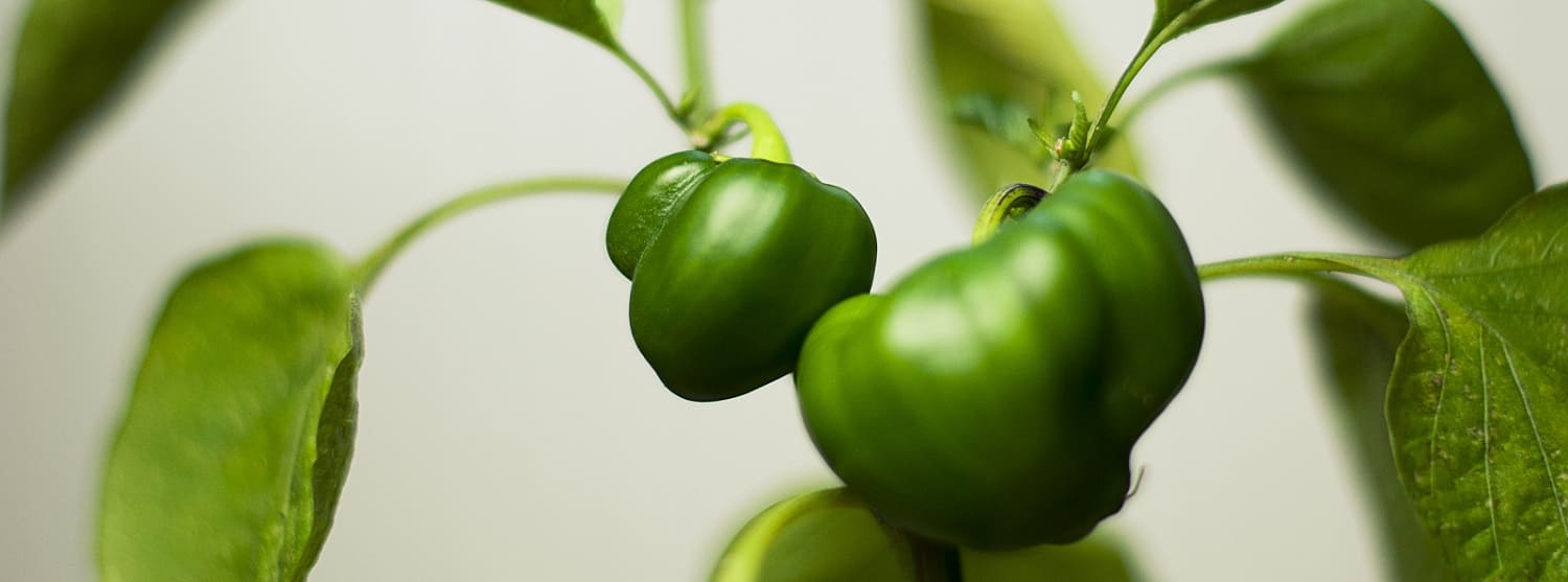plant-green-paprika-pepper